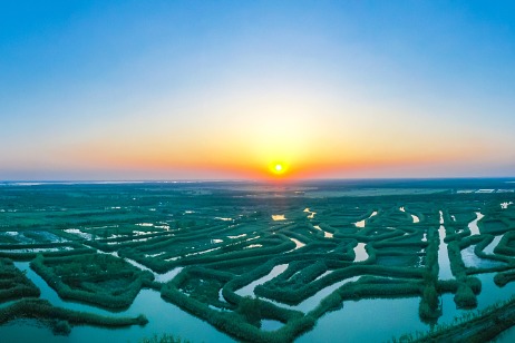 Wetland draws flocks of water birds in E China