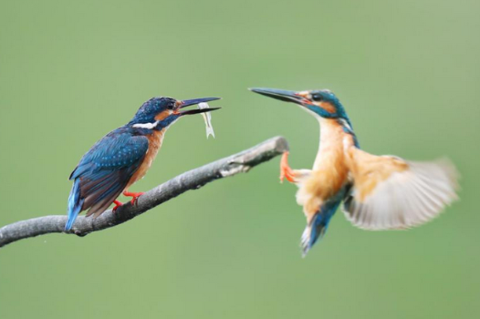 Pingyang's wetland a paradise for birds