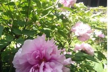 Century-old peony blooms in Yangzhou