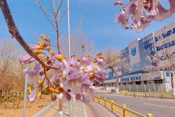 Check out Paulownia Avenue in Beijing E-Town