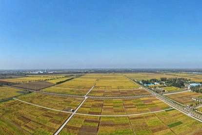 Seed industry development boosts Jining's rural vitalization