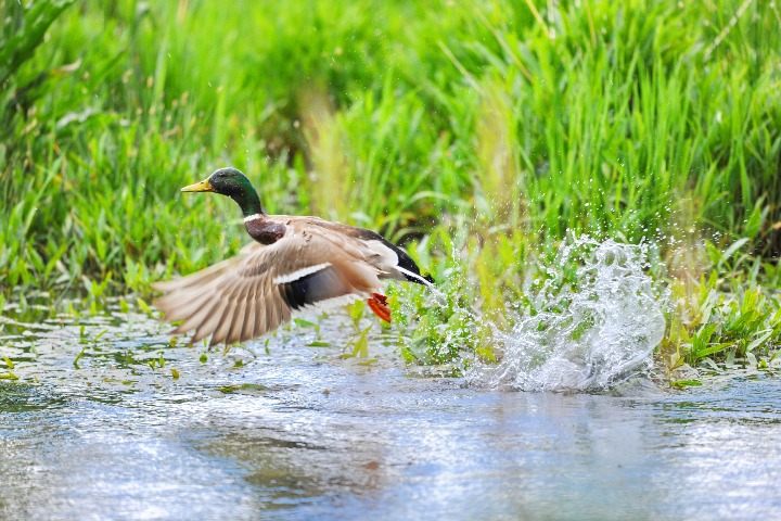 Specialized wetland law clears water