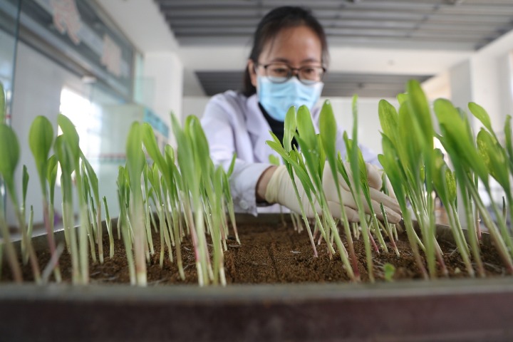 Sanya focuses on development of seed, deep-sea industries