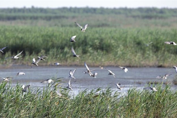 Shanghai bird reserve nominated for UNESCO listing