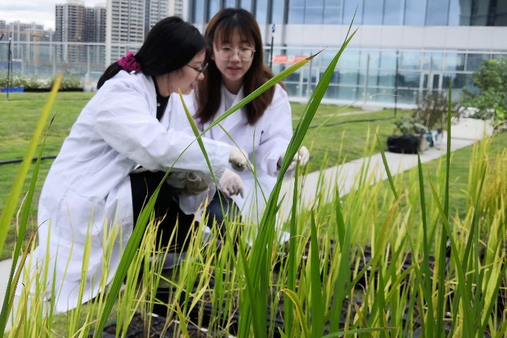 Hainan stands at forefront of seed industry innovation