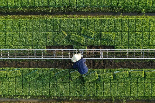 Chinese scientists identify genes for more heat-tolerant rice