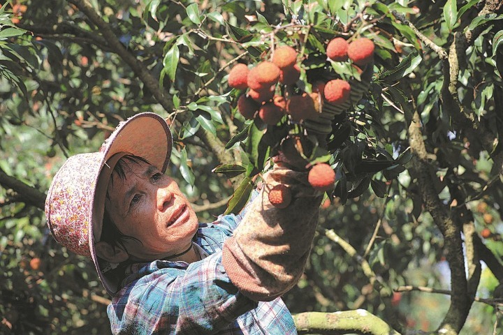 Scientists solve issues in growing seedless lychee