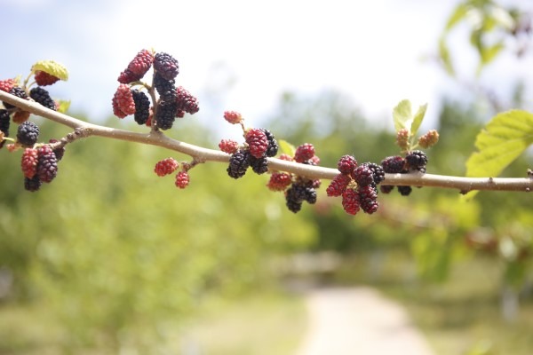 Mulberry festival opens in Daxing district