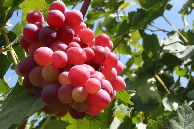 Grape tourism culture festival kicks off in Daxing