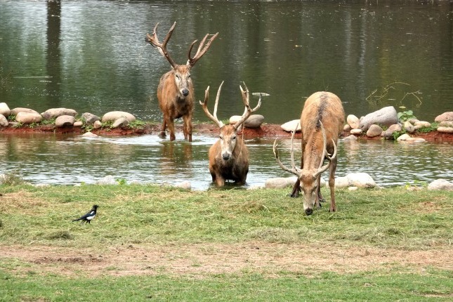 Milu deer held up as example of conservation