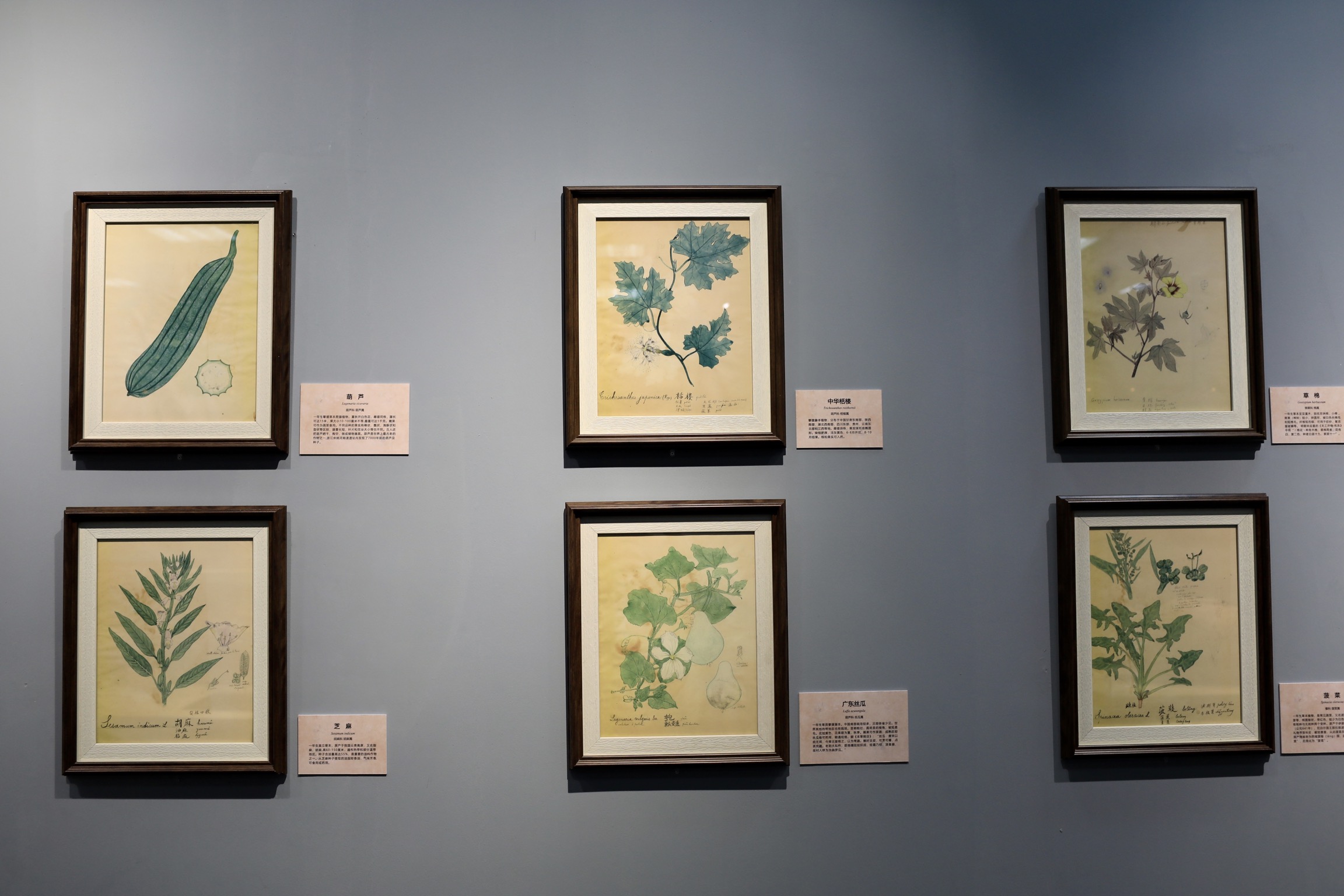 Beijing exhibit unveils scientific illustrations, specimens