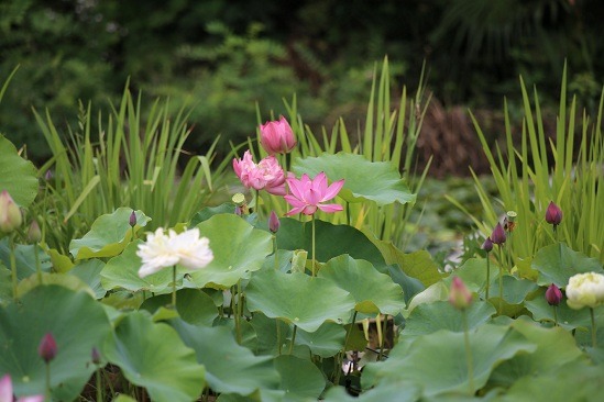 Lotus flowers bloom in Yangzhou