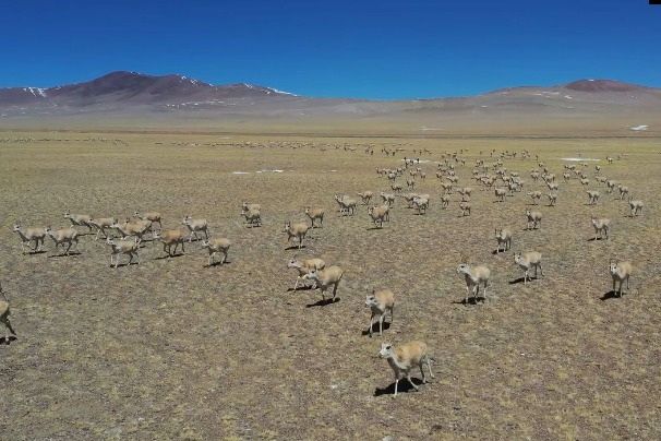 Rare scene: Mass migration of Tibetan antelope