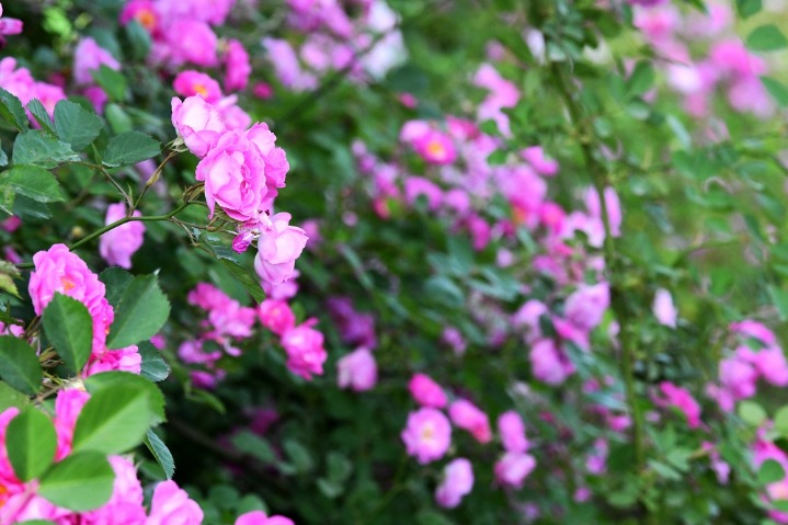 Roses start blooming in Handan