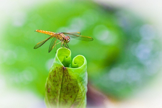 Locals enjoy summer in Yangzhou