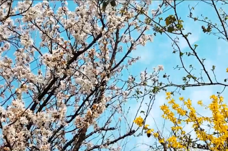 Yangshan honey peaches hit the market