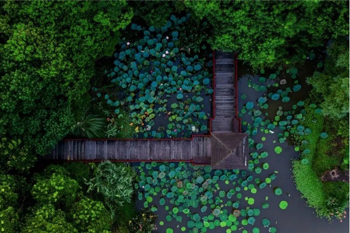 Escape summer heat at Shanghai Binjiang Forest Park