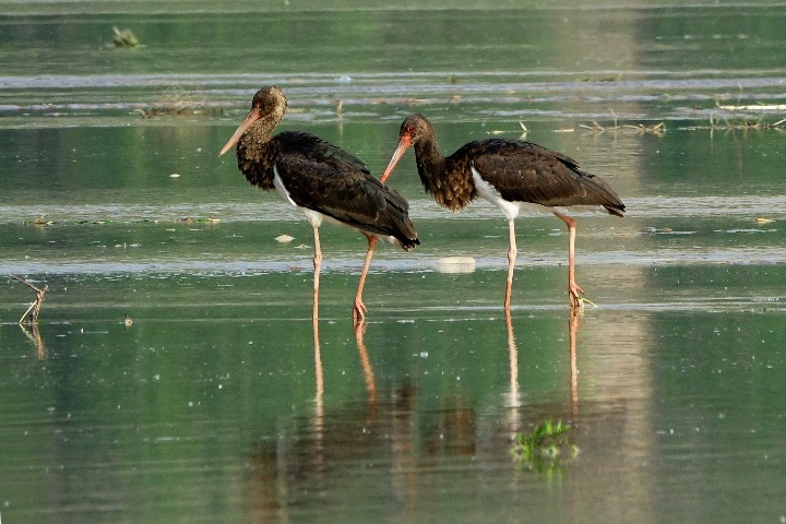 GPS trackers aid rare bird conservation efforts