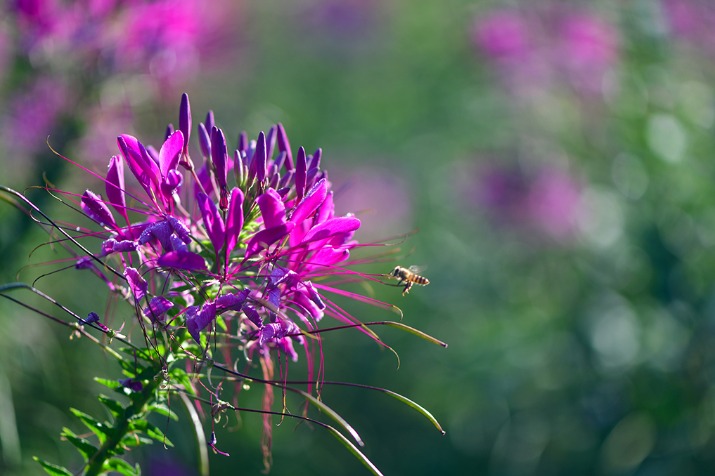 Spider flowers in full bloom in Guizhou