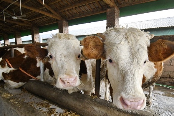 New variety to break China's reliance on imported breeding beef cattle