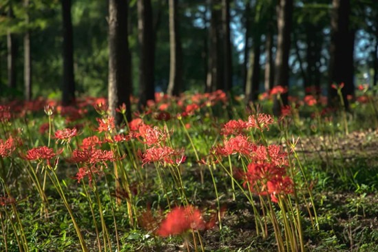 Admire Lycoris radiata at Song Jia City Sports and Leisure Park