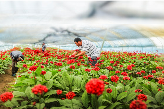 Jilin province promotes burgeoning ginseng industry