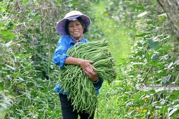 Luocheng develops snail rice noodles raw material industry