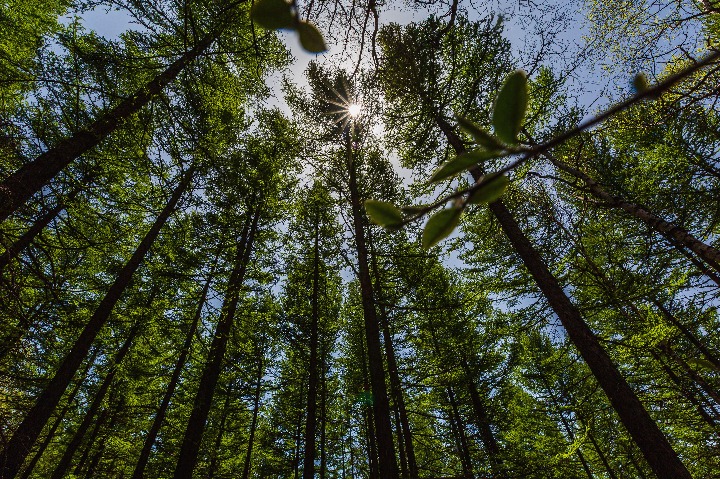 China policy bank commits loans to national reserve forest