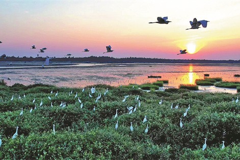 Mangroves restored to promote green advancement