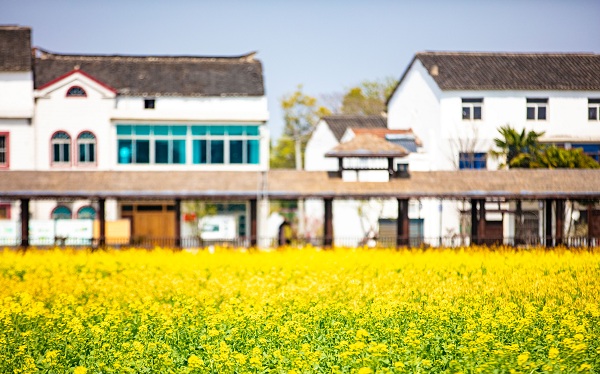 Agricultural technology realizes rural vitalization in Hongshan subdistrict