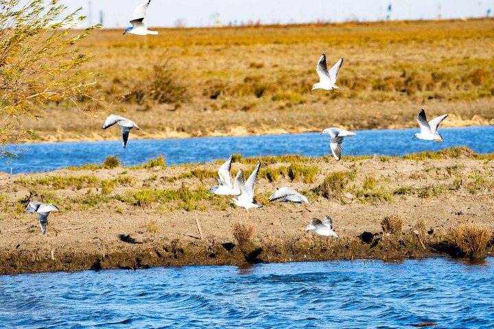 Rare storks arrive at reserve in Jilin province