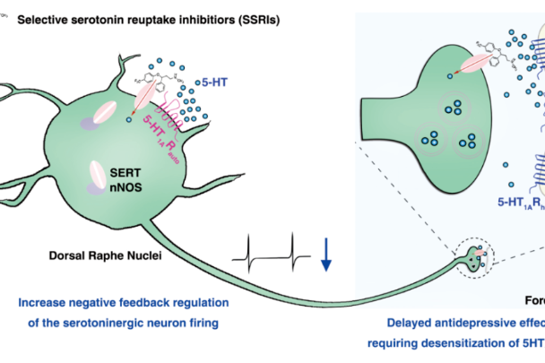 Chinese researchers discover potential fast-acting antidepressant compound