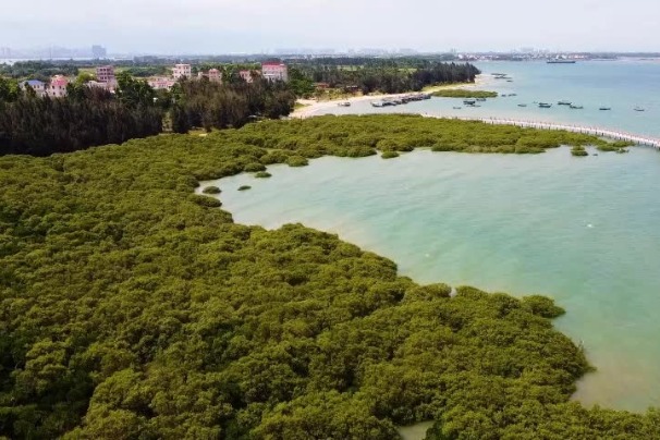 Mangrove forest in Guangdong's Zhanjiang