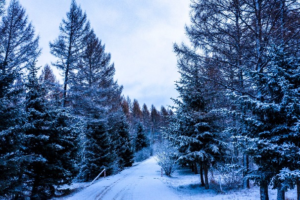 Snow falls on forest park in Hebei