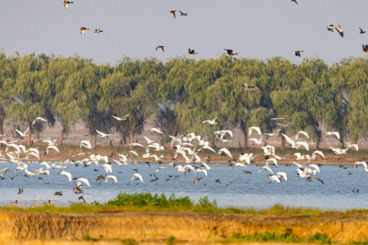 China makes remarkable progress in wetland protection, restoration