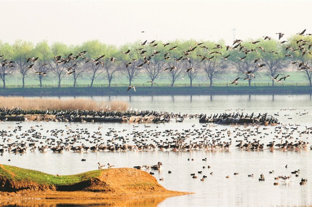 COP14 calls for joint efforts on wetland protection