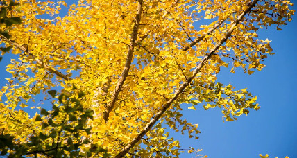 Golden ginkgo leaves at Song Jia City Sports and Leisure Park