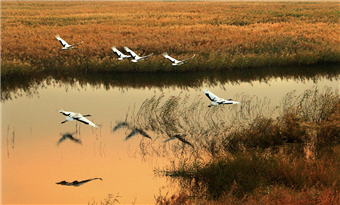 Xianghai Nature Reserve