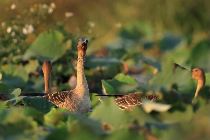 Protected geese seen in Jinjiang, Fujian