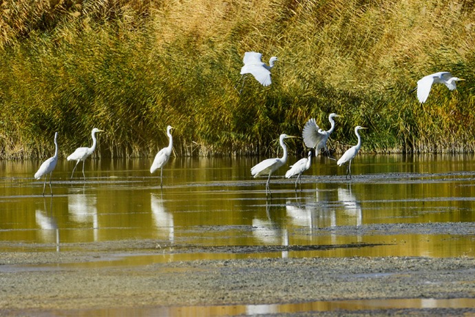 Initiative to protect bird migration routes