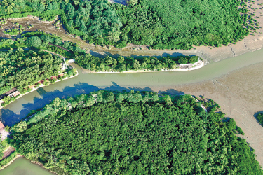 Futian's nature reserve a key stop for migratory birds