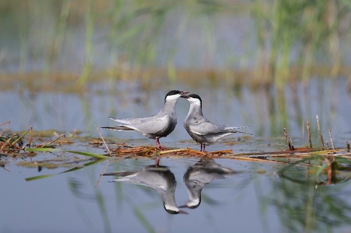 A cleaner Baiyangdian Lake attracts animal life