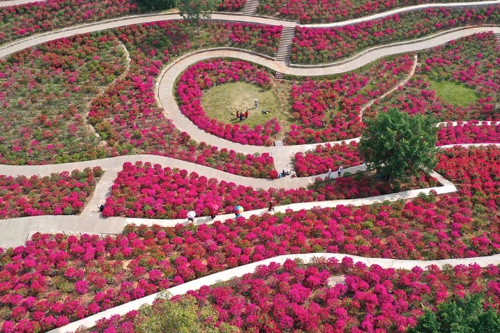 Bougainvillea flowers bloom in winter in Guangxi