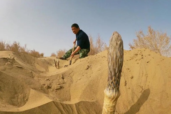 Wondrous Xinjiang: Veterans greening desert town in Xinjiang