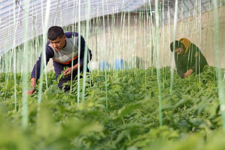 Xinjiang expands loans to boost high-quality development of agriculture