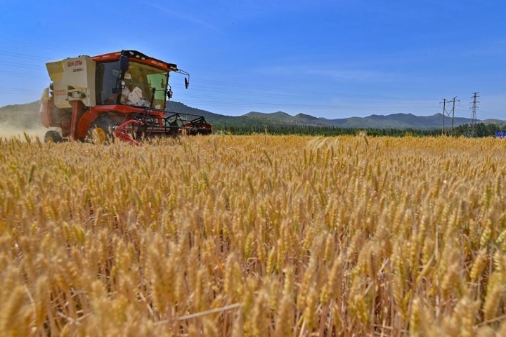 Machines used to harvest wheat reducing grain loss