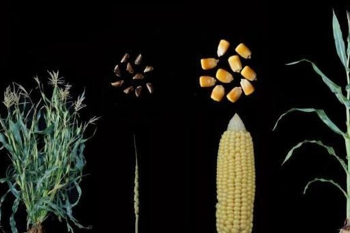 Chinese researchers identify gene that increases protein in modern maize