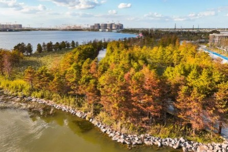 Autumn brings colorful vistas to Pudong's Lin-gang