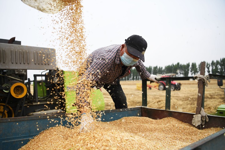 Summer grain harvest increases despite floods