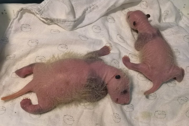 Giant panda in Chongqing gives birth to twins